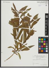Foto von Salix rigida Muhl.
